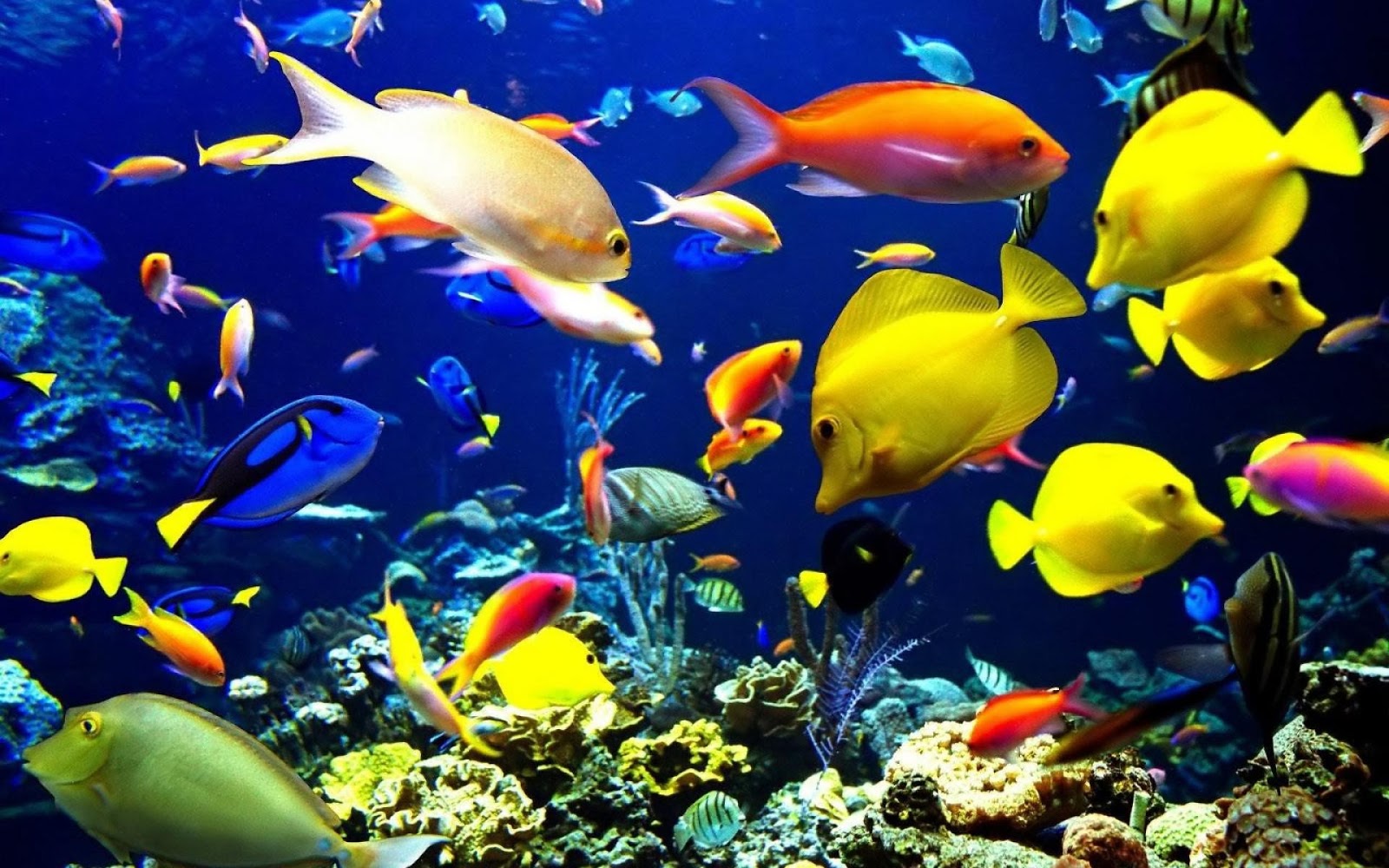 free 3d live aquarium screensaver